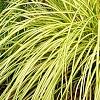 Carex 'Grasshopper', habit