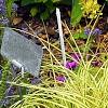 Carex 'Grasshopper', habit