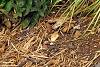 Carex 'Grasshopper', habit