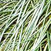 Carex morrowii 'Aureovariegata', habit