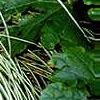 Carex morrowii 'Aureovariegata', habit