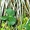 Carex morrowii 'Aureovariegata', habit