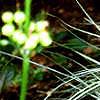 Carex morrowii 'Aureovariegata', habit