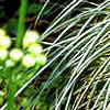 Carex morrowii 'Aureovariegata', habit