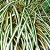 Carex morrowii 'Aureovariegata', habit