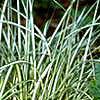 Carex morrowii 'Aureovariegata', habit