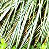 Carex morrowii 'Aureovariegata', habit