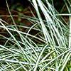 Carex morrowii 'Aureovariegata', habit