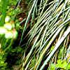 Carex morrowii 'Aureovariegata', habit