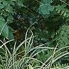 Carex morrowii 'Ice Dance', habit