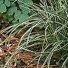 Carex morrowii 'Ice Dance', habit
