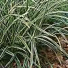 Carex morrowii 'Ice Dance', habit