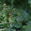 Carex morrowii 'Ice Dance', habit