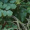 Carex morrowii 'Ice Dance', habit