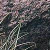 Carex ornithopoda 'Variegata', habit