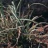 Carex ornithopoda 'Variegata', habit