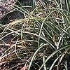 Carex ornithopoda 'Variegata', habit