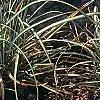 Carex ornithopoda 'Variegata', habit