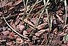 Carex ornithopoda 'Variegata', habit