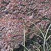 Carex ornithopoda 'Variegata', habit