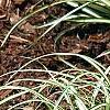 Carex oshimensis 'Evergold', habit