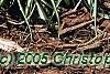 Carex oshimensis 'Evergold', habit