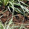 Carex oshimensis 'Evergold', habit
