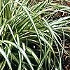 Carex oshimensis 'Evergold', habit