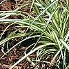 Carex oshimensis 'Evergold', habit
