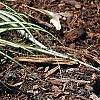 Carex oshimensis 'Evergold', habit
