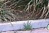 Carex pendula, habit