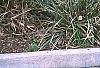 Carex pendula, habit