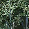 Carex pendula, habit