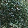 Carex pendula, habit
