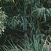 Carex pendula, habit