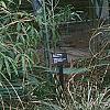 Carex pendula, habit