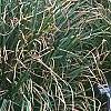 Carex pendula, habit