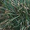 Carex pendula, habit