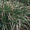 Carex pendula, habit