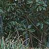 Carex pendula, habit