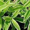 Carex siderosticha 'Shima-nishiki', habit