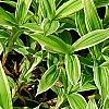Carex siderosticha 'Shima-nishiki', habit