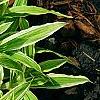 Carex siderosticha 'Shima-nishiki', habit