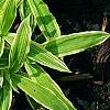 Carex siderosticha 'Shima-nishiki', habit