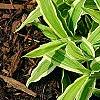 Carex siderosticha 'Shima-nishiki', habit