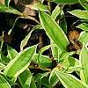 Carex siderosticha 'Shima-nishiki', habit