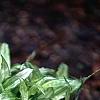 Carex siderosticha 'Spring Snow', habit