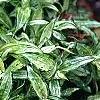 Carex siderosticha 'Spring Snow', habit