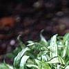 Carex siderosticha 'Spring Snow', habit