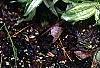 Carex siderosticha 'Spring Snow', habit